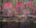 USA-New Jersey-Pine Barrens National Preserve Art Print